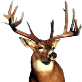 Chasse au chevreuil à la poudre noire — Buckskin Adventures – Buckskin Adventures