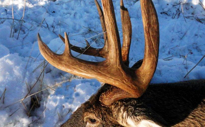 Come and hunt the chocolate antlered giants of the forest fringe with Saskatchewan Big Buck Adventures.