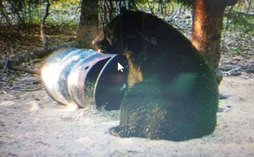 Our trophy black bear hunts are unequaled for size and quality of bears!