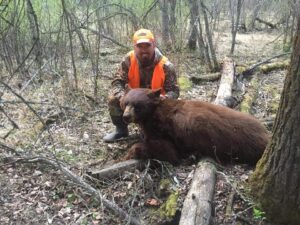 Our trophy bear hunts provide a great opportunity to take a colored-phase bear!