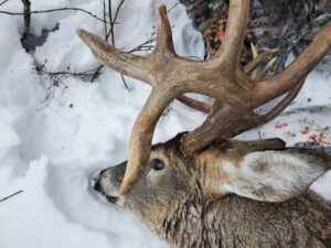 Mature bucks are the goal at Saskatchewan Big Buck Adventures.